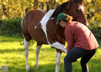 Pferde Shiatsu Niederrhein