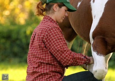 Pferde Shiatsu Niederrhein