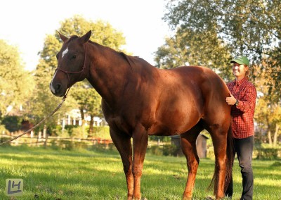 Pferde Shiatsu Niederrhein