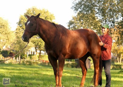 Pferde Shiatsu Niederrhein